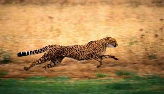 Gepard im vollen Spurt - Vmax über 110 km/h - Unglaublich... schön!